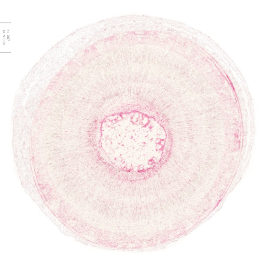 kc007_artwork1500